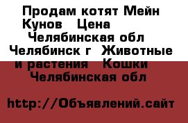  Продам котят Мейн-Кунов › Цена ­ 5 000 - Челябинская обл., Челябинск г. Животные и растения » Кошки   . Челябинская обл.